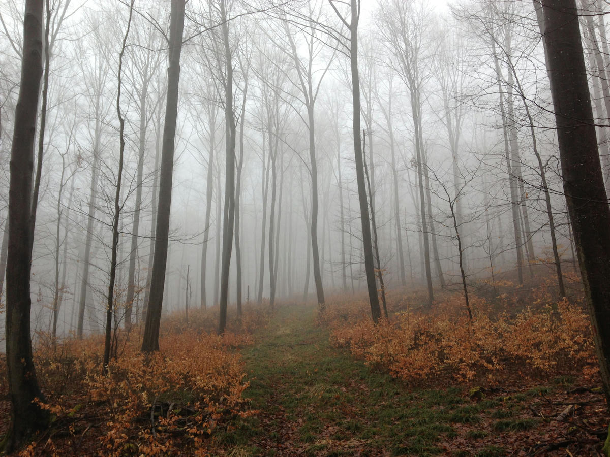 Trees and a trail with grass in the fog